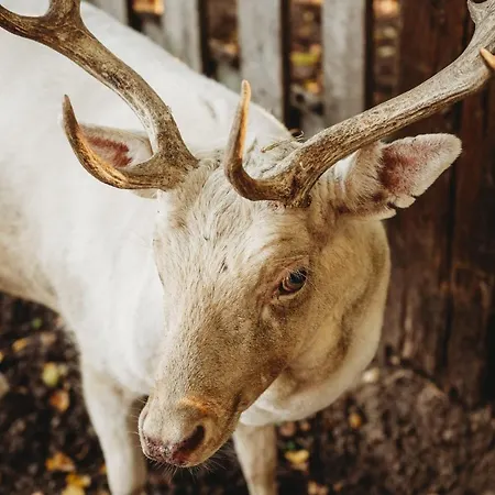 Apartment Z Wanna Wolnostojaca Stare Miasto (Konin)